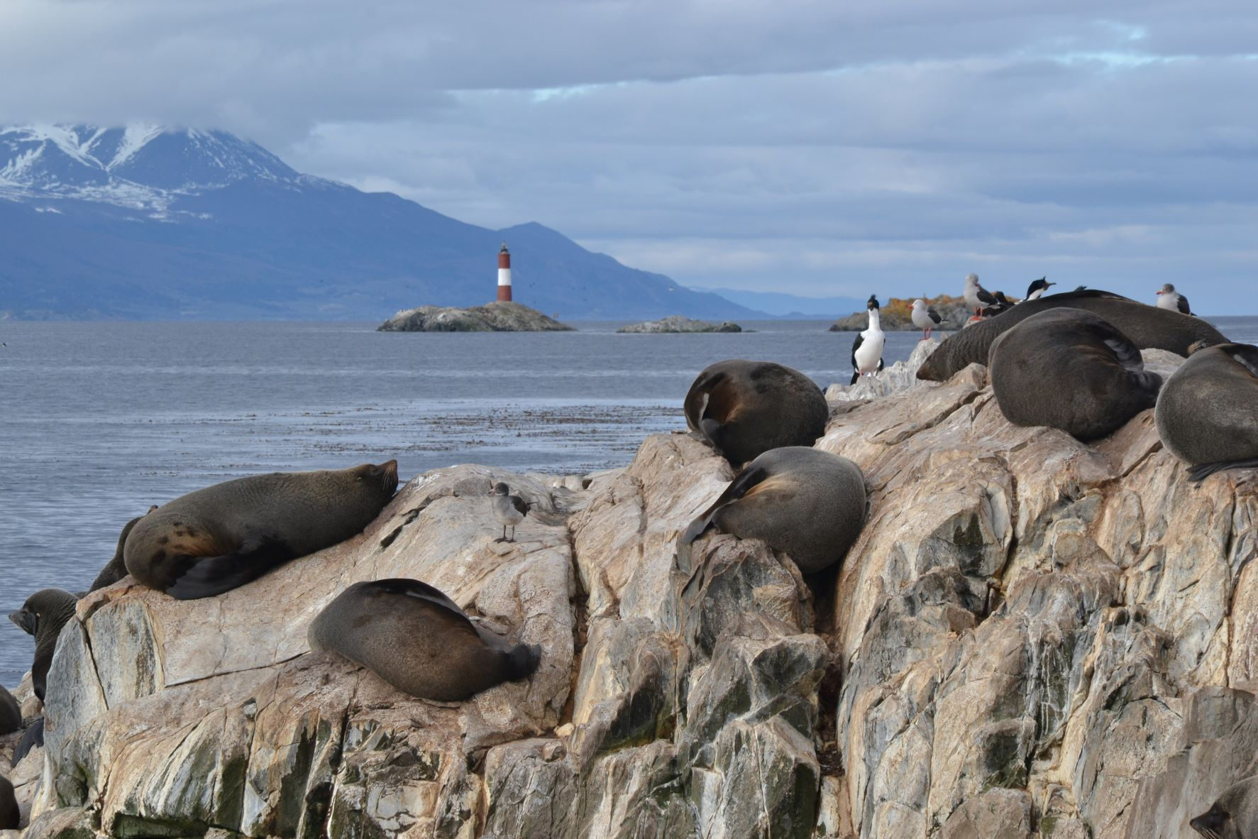 Isla de lobos