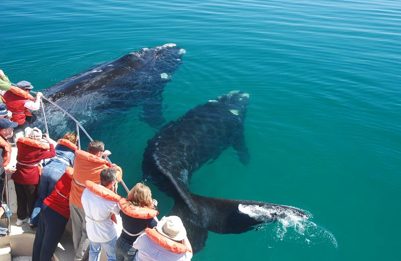 Avistaje de Ballena