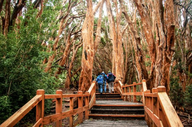 Navegación Isla Victoria y Bosque de Arrayanes